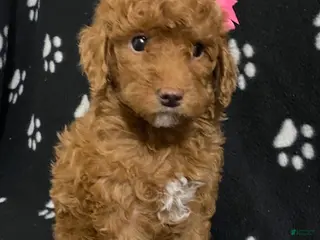 Miniature Poodle dogs Brook - Ad 31