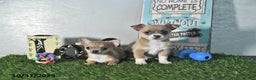 Chihuahua dogs for sale: Fritz - Ad 13