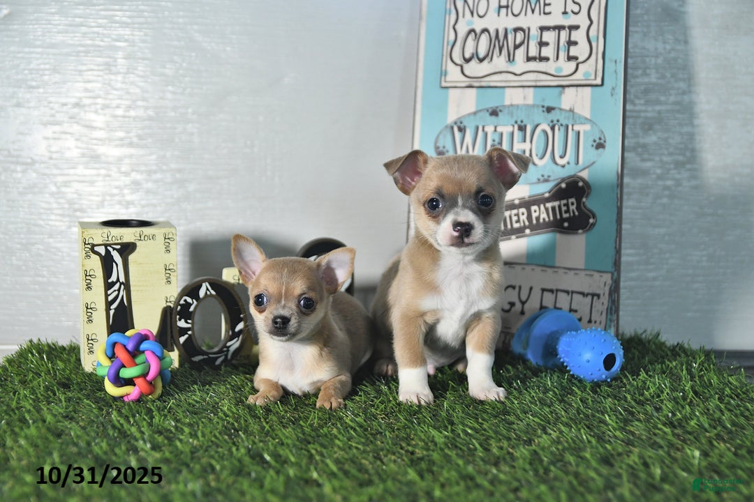 Chihuahua dogs for sale: Fritz - Ad 13