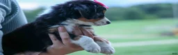 Bernedoodle dogs for sale: Yancy ❤️ - Ad 13