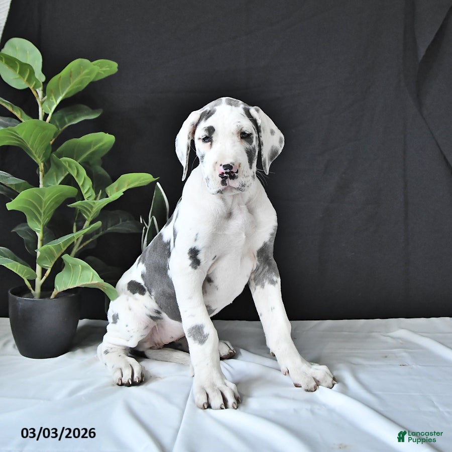 Great Dane dogs Emma - Ad 1