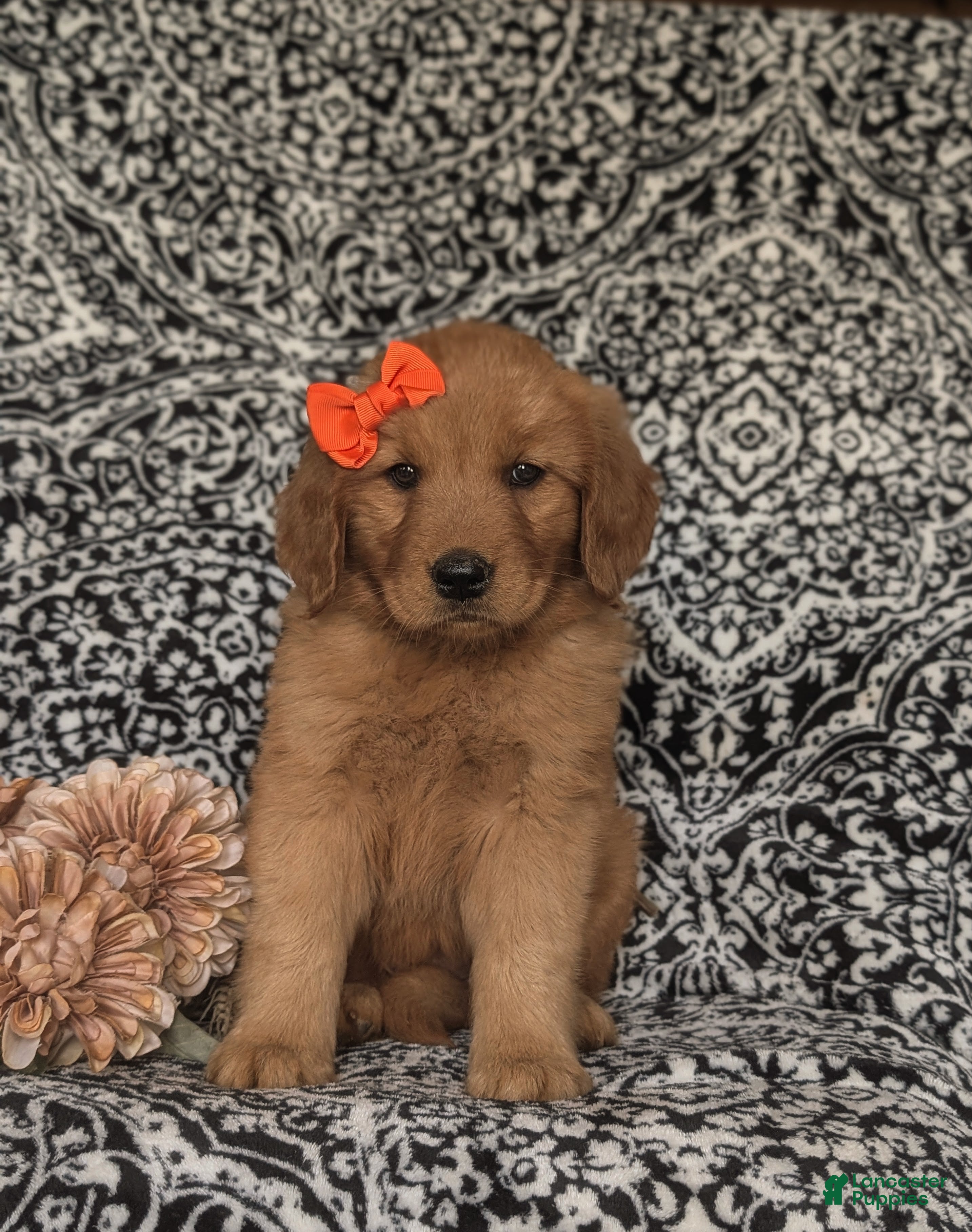 Golden Retriever dogs Sophie - Ad 1