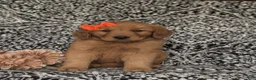 Golden Retriever dogs for sale: Sophie - Ad 1