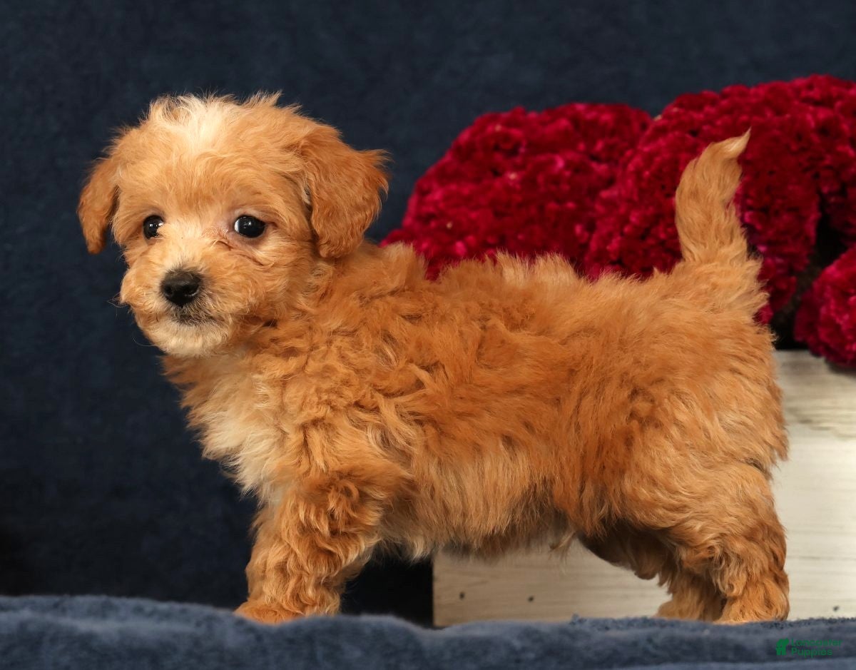 Bichpoo dogs Omar - Ad 2