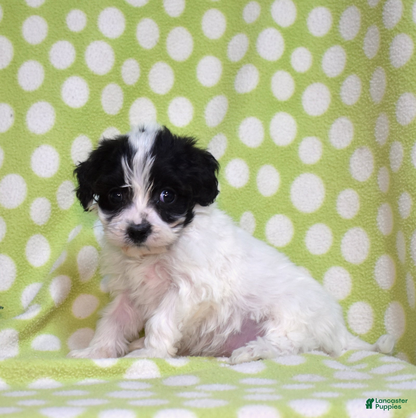 Cavachon dogs Jasmine  - Ad 2