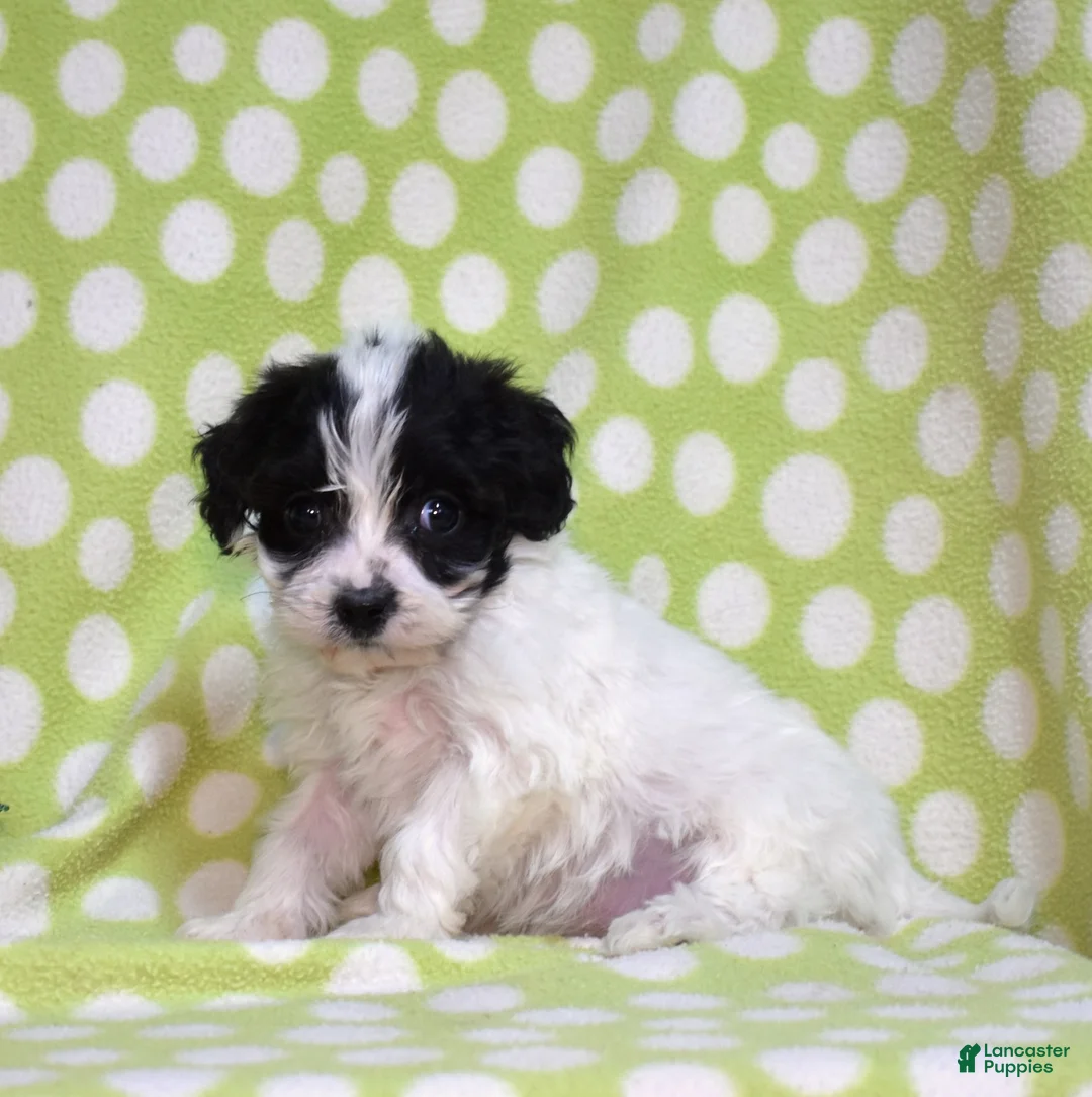 Cavachon dogs for sale: Jasmine  - Ad 2