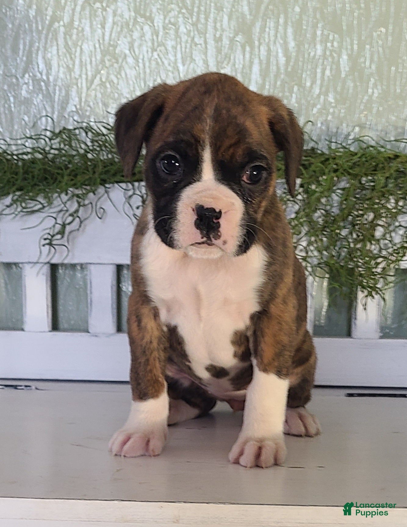Boxer dogs Rose  - Ad 4