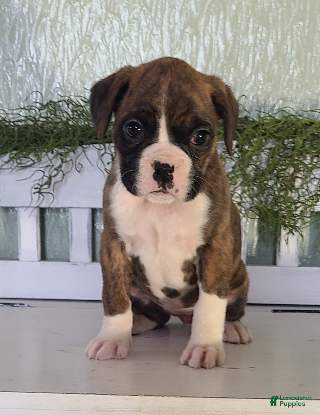 Boxer dogs for sale: Rose  - Ad 1