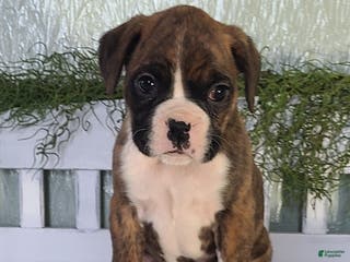 Boxer dogs Rose - Ad 13