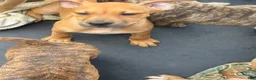 Mixed Breed dogs for sale: Etta - Ad 2