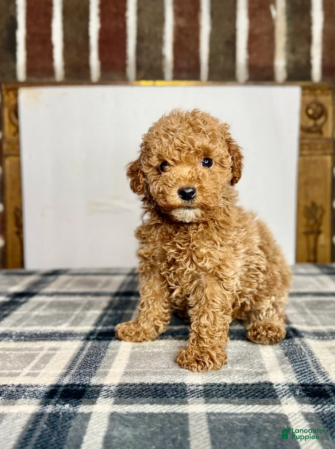 Toy Poodle dogs for sale: Maple - Ad 2