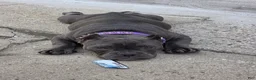 American Bully dogs for sale: American Bully 1 - Ad 15