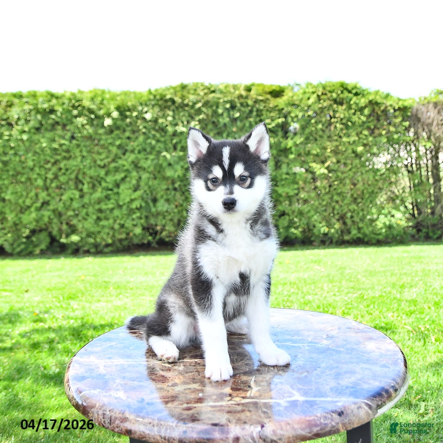 Pomsky dogs Hunter - Ad 1