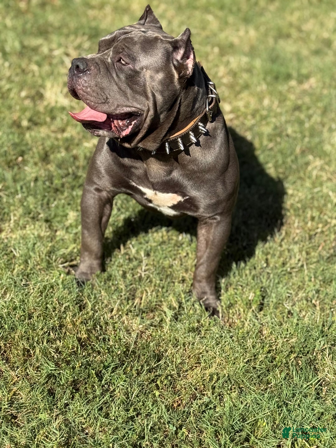American Bully dogs for stud: American Bully (STUD) - Ad 3