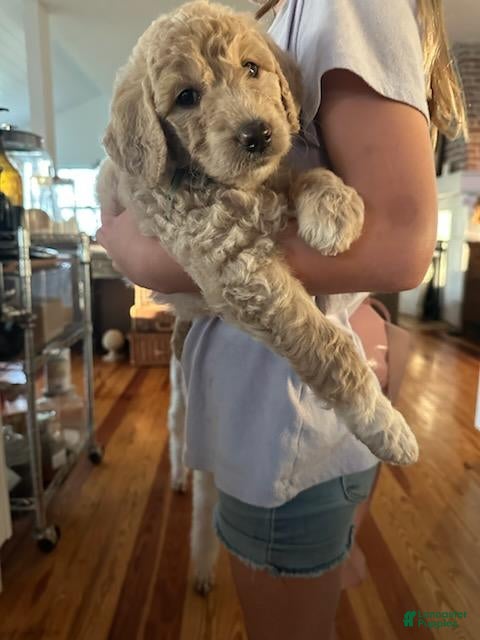 Goldendoodle dogs Goldendoodle Puppy 2 - Ad 18
