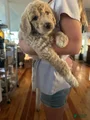 Goldendoodle Puppy 2