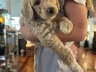 Goldendoodle dogs Goldendoodle Puppy 2 - Ad 18