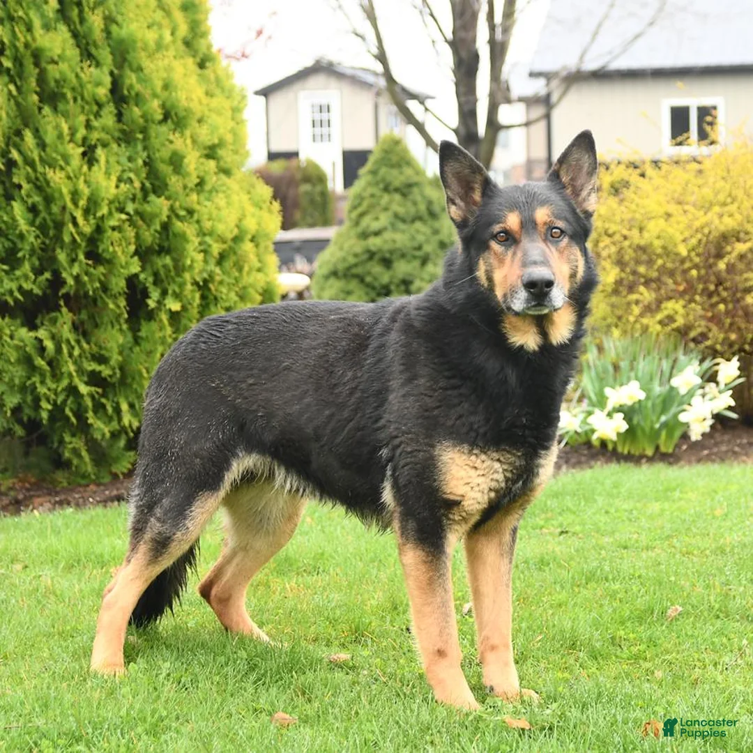 German Shepherd dogs for sale: Montana - Ad 11