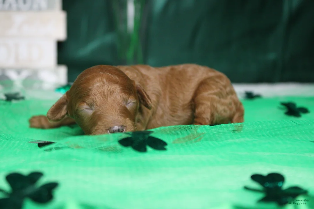 Miniature Poodle dogs for sale: Katie  - Ad 4