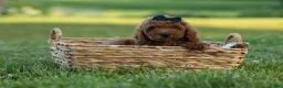 Miniature Poodle dogs for sale:  Thor🐾💙 - Ad 5