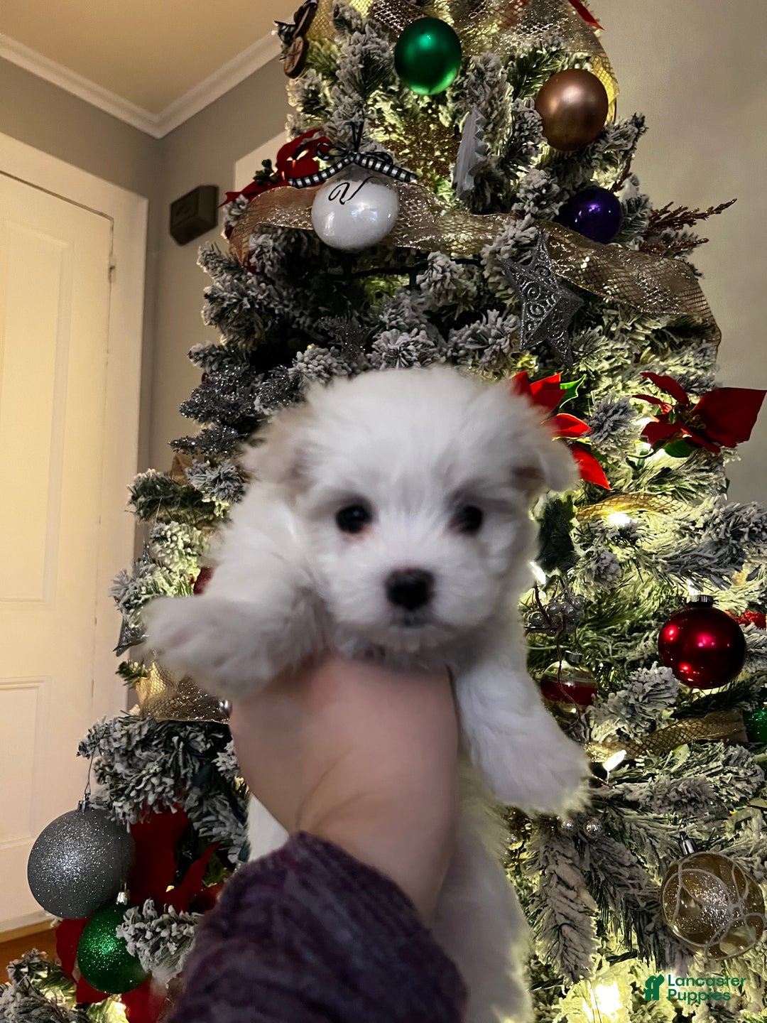 Maltese dogs for sale: Ribbons - Ad 12
