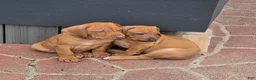 Rhodesian Ridgeback dogs for sale: Jahzara - Ad 4