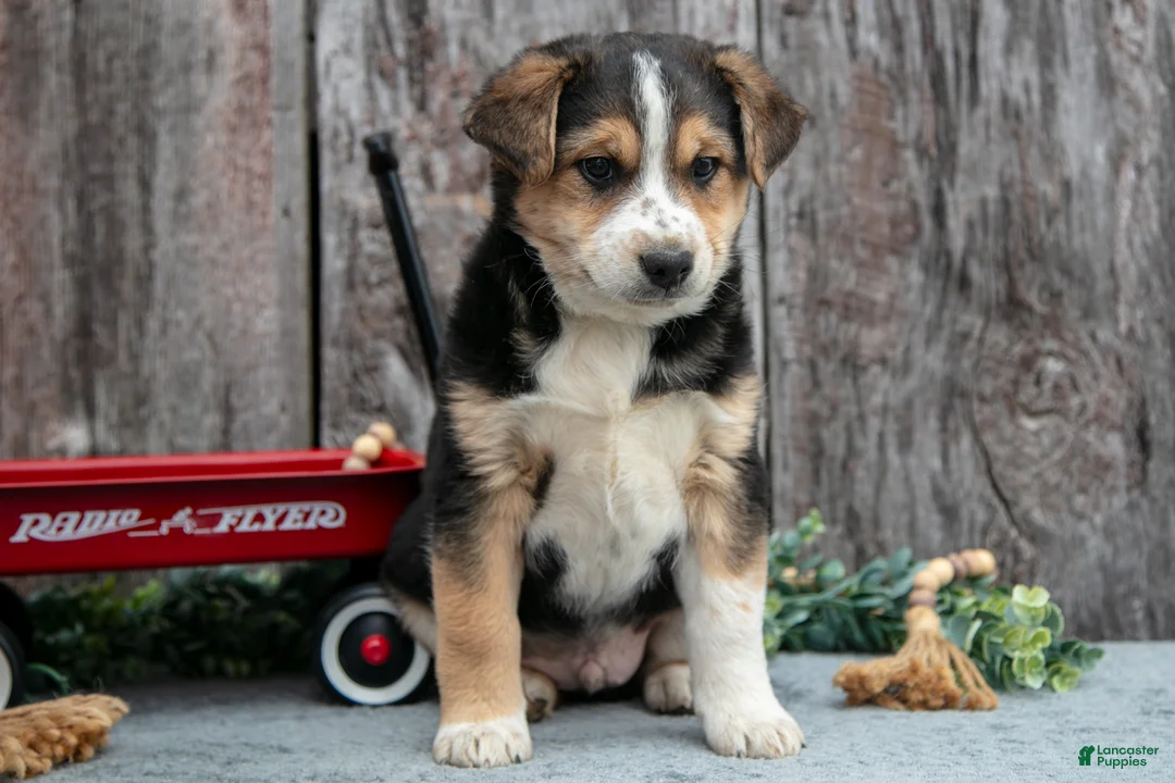 Mixed Breed dogs for sale: Buster - Ad 2