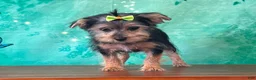Morkie dogs for sale: Mandie - Ad 3