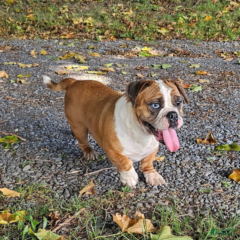 Mixed Breed dogs Chill Thrill - Ad 14