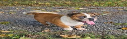 Mixed Breed dogs for sale: Chill Thrill - Ad 1