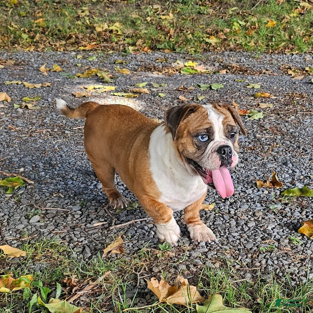 Mixed Breed dogs for sale: Chill Thrill - Ad 1