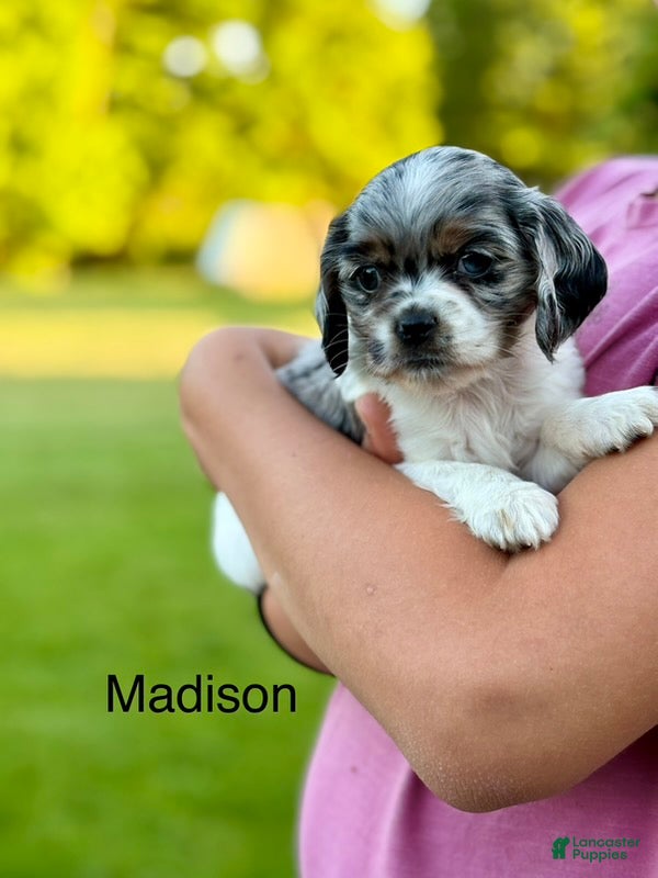 Cocker Spaniel dogs Madison - Ad 13