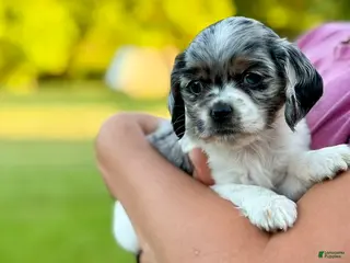 Cocker Spaniel dogs Madison - Ad 13