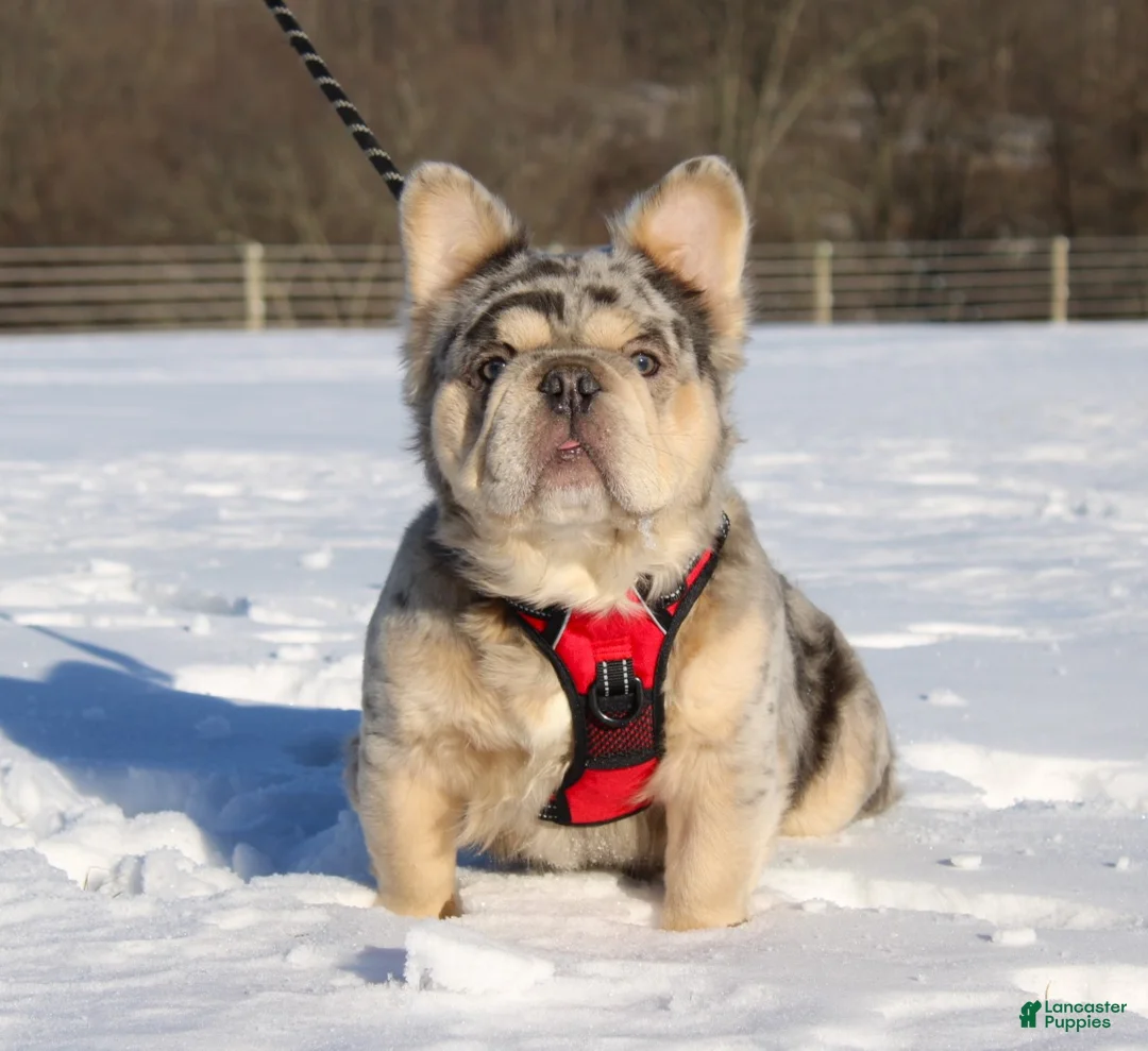 French Bulldog dogs for sale: Miranda - Ad 8