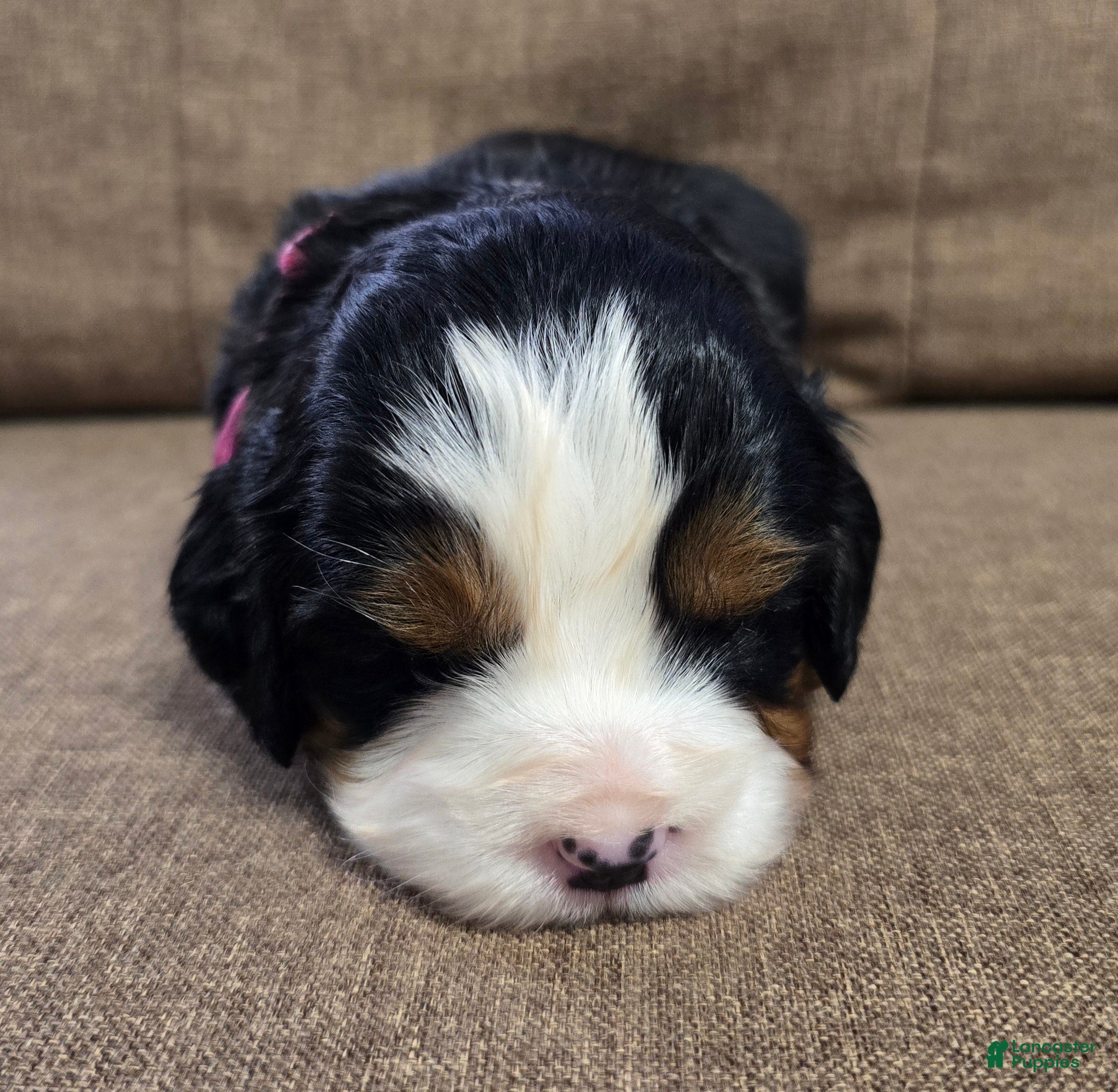 Miniature Bernese Mountain Dog dogs Cosmopolitan  - Ad 1