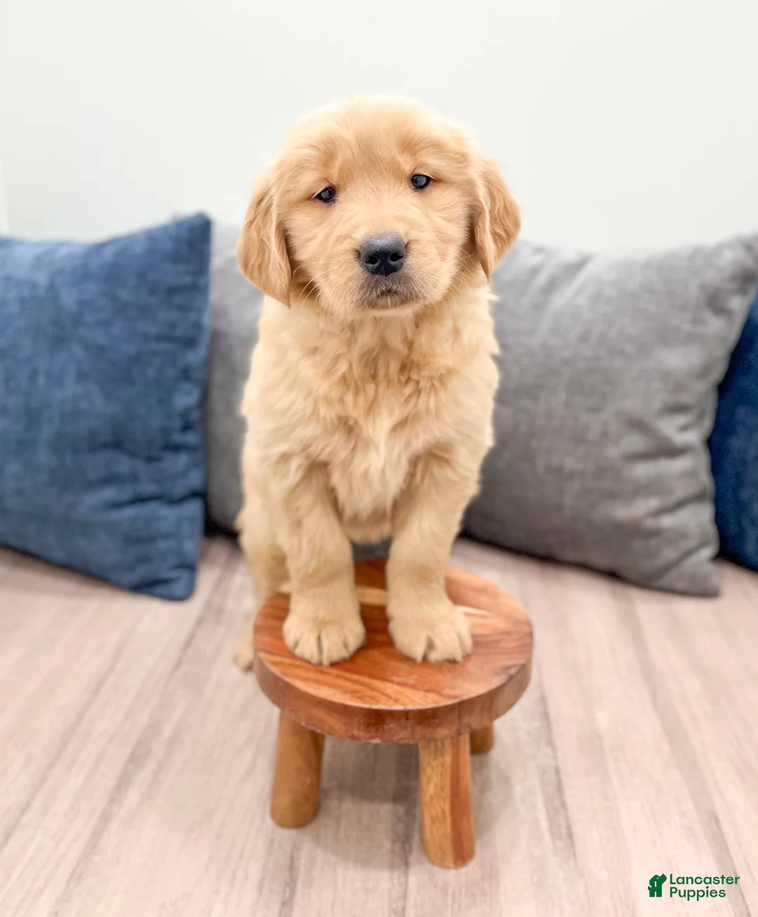 Golden Retriever dogs for sale: Honey - Ad 2