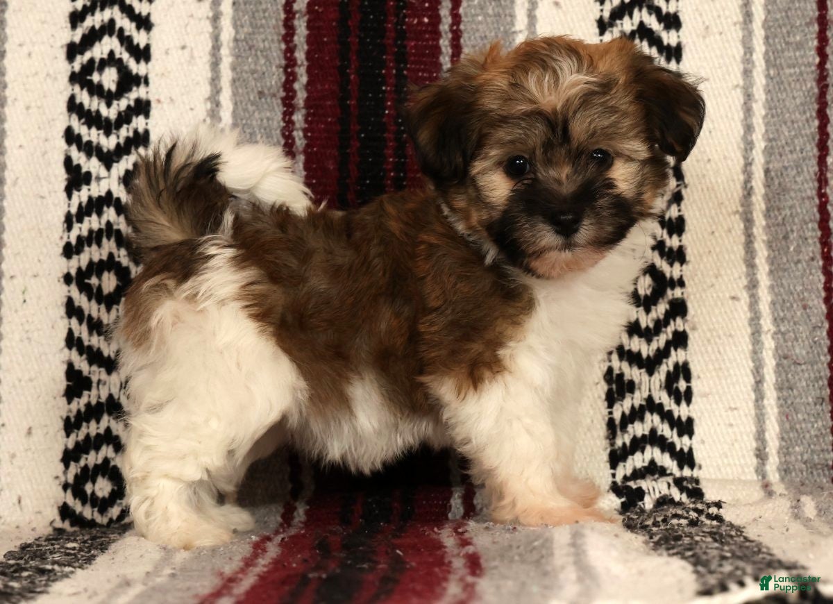 Havanese dogs Mocha - Ad 1