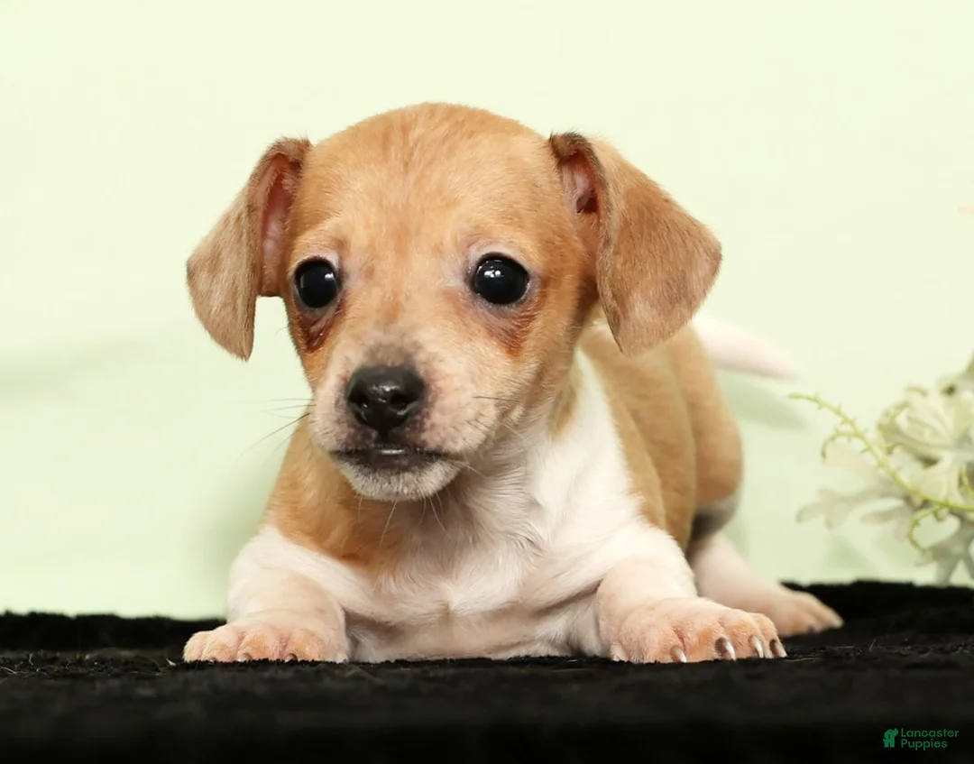 Miniature Dachshund dogs for sale: Izzy - Ad 4