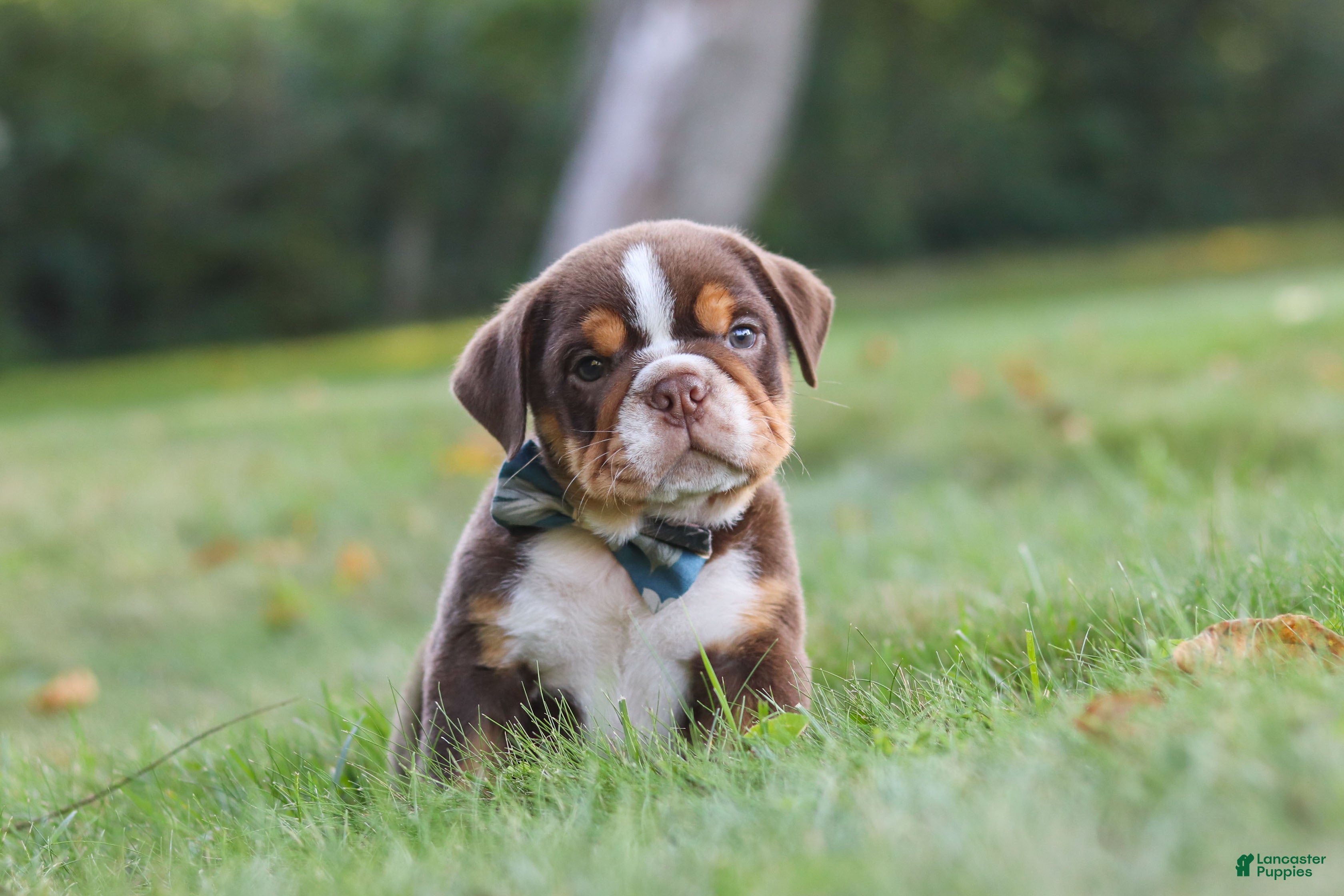 Beabull dogs Rocket - Ad 2