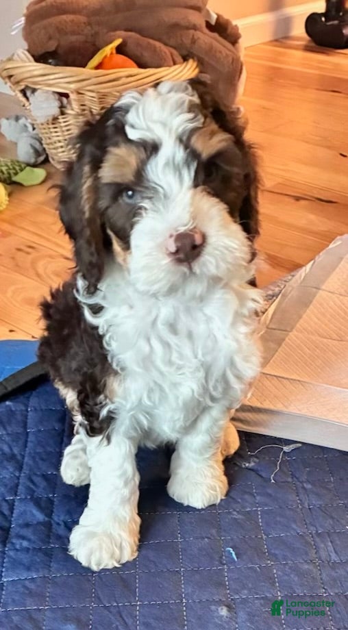 Mini Bernedoodle dogs Charlie - Ad 1
