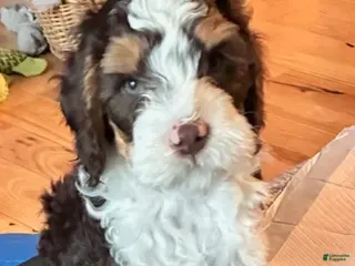 Mini Bernedoodle dogs for sale: Charlie - Ad 2