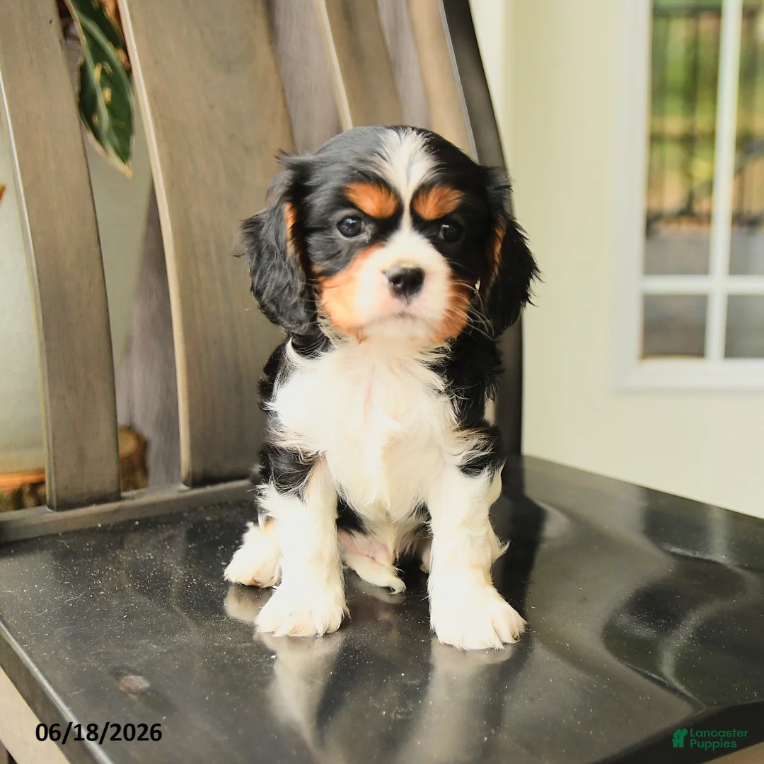 Cavalier King Charles Spaniel dogs for sale: Scotty - Ad 5