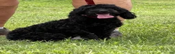 Cockapoo dogs for sale: Rocky - Ad 4