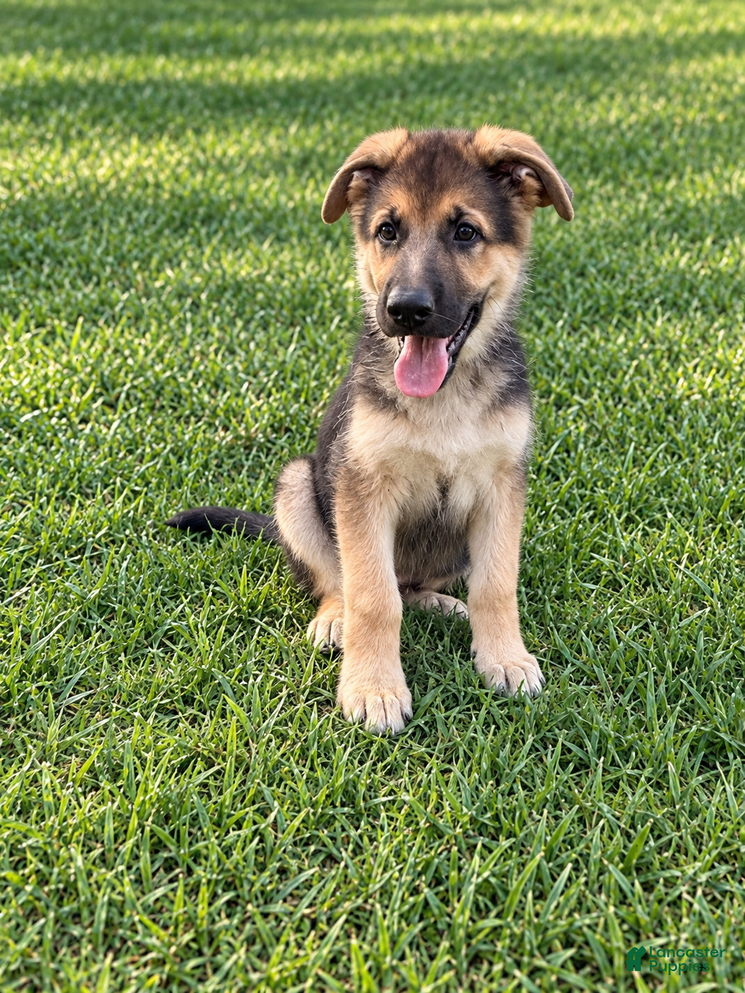 German Shepherd dogs Miley - Ad 41