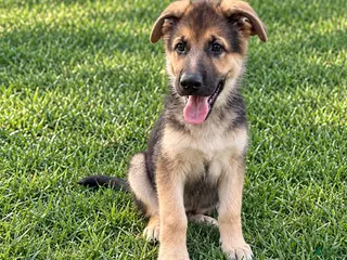 German Shepherd dogs Miley - Ad 41