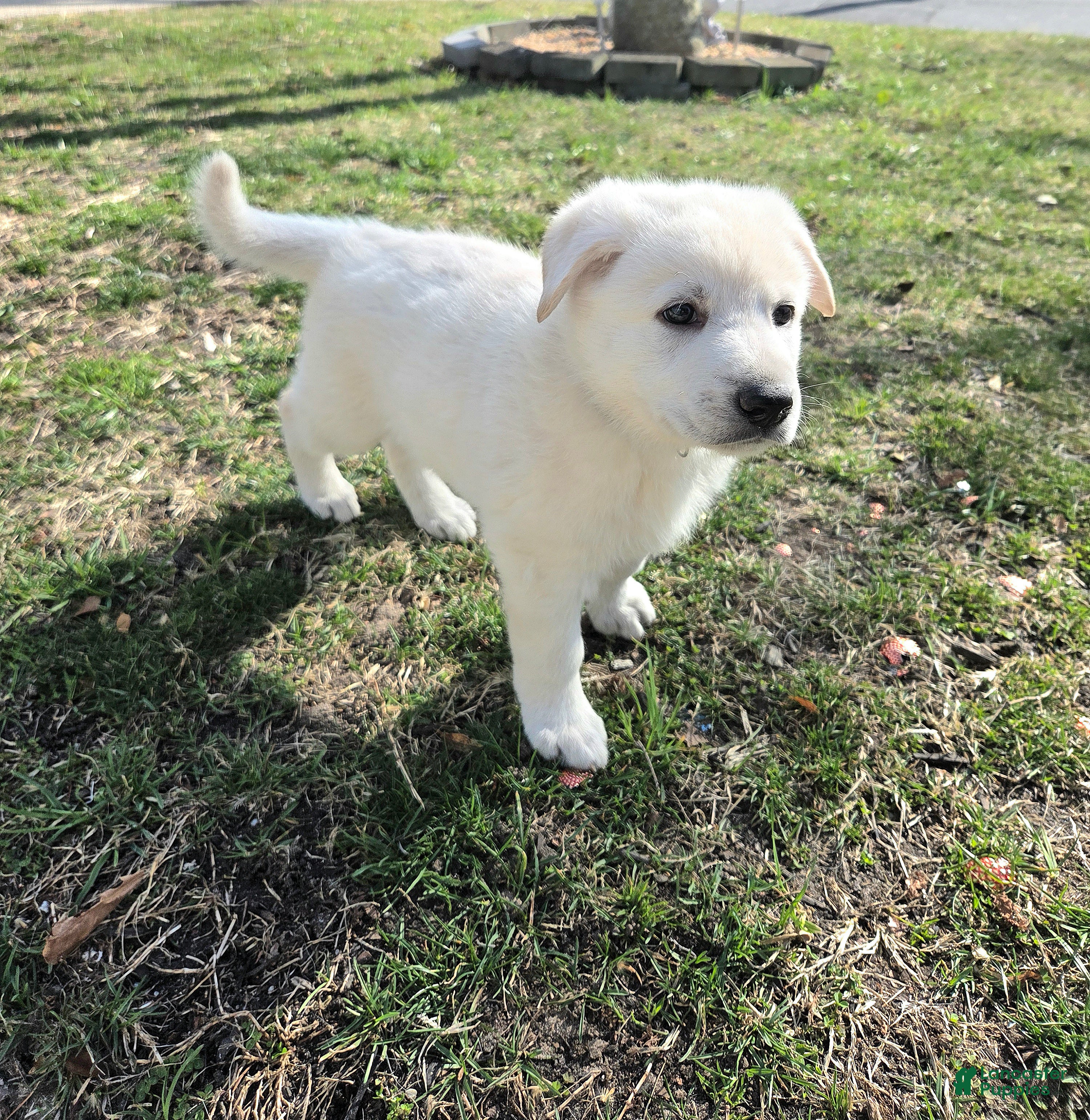 German Shepherd dogs Olaf - Ad 1