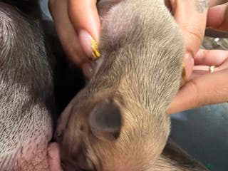 French Bulldog dogs French Bulldog Puppy 3 - Ad 15