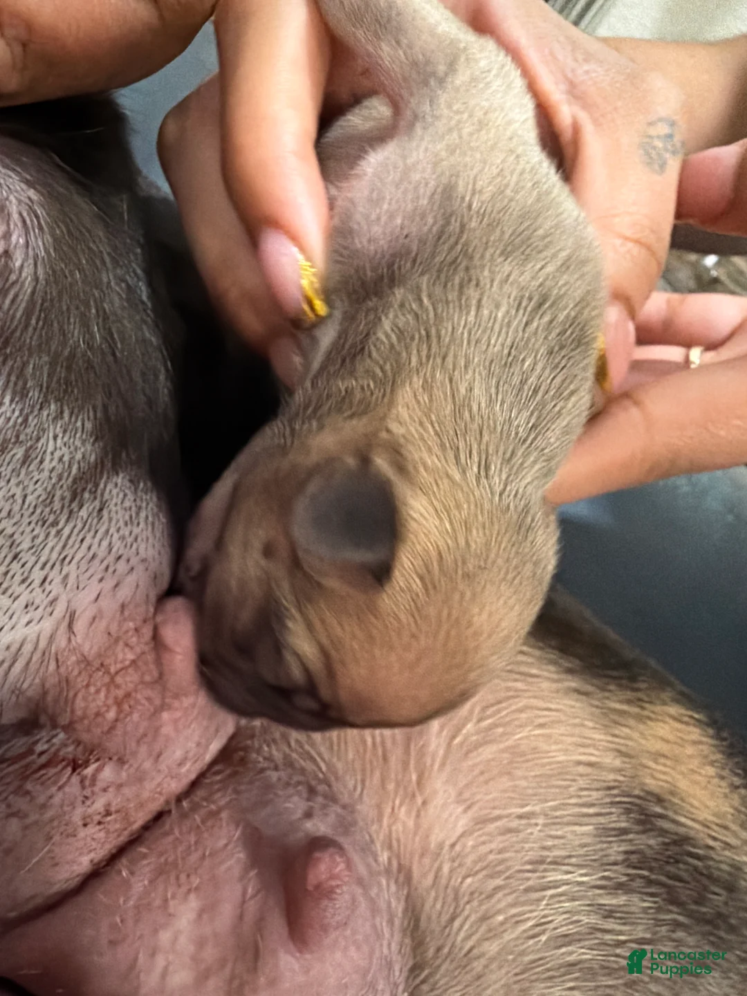 French Bulldog dogs for sale: French Bulldog Puppy 3 - Ad 1