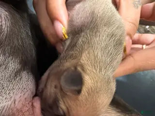 French Bulldog dogs French Bulldog Puppy 3 - Ad 1