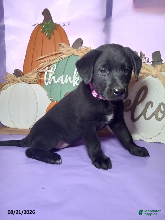 Mixed Breed dogs Lassie - Ad 1